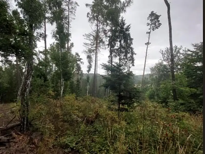 Prodej lesa 14638 m², Pelhřimov – náhled fotky 1