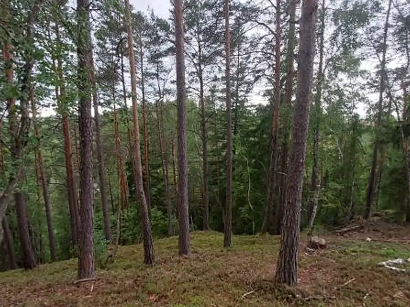 Prodej lesa 14638 m², Pelhřimov – náhled fotky 2