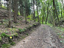 Dražba  lesa 3 816 m²