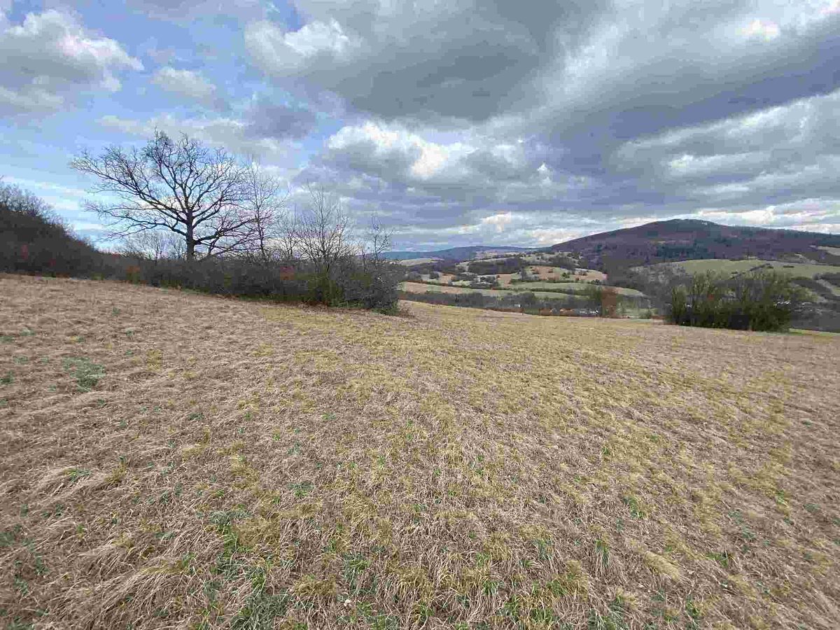 Prodej pole 1556 m² – fotografie 3