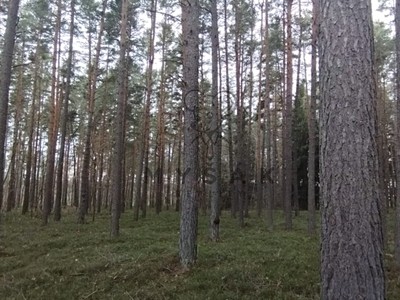 Prodej  lesa 18 645 m²