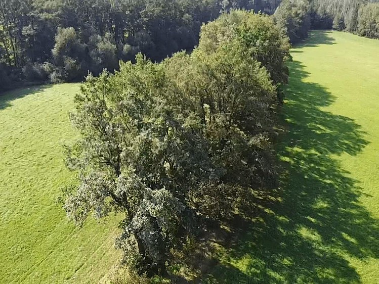 Prodej pozemku, 4 295 m² (2 z 3)
