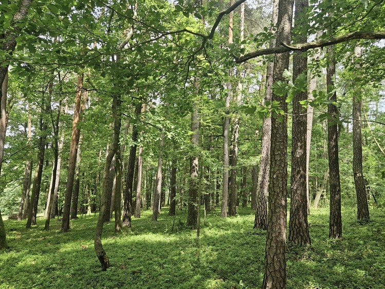 Grundstück zum Kauf, 4.924 m² (8 von 9)