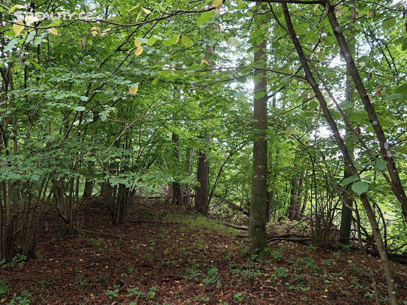 Prodej  lesa 39 640 m² – pohled 5