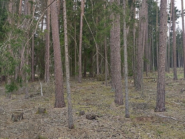 Grundstück zum Kauf, 1.295 m² (6 von 7)