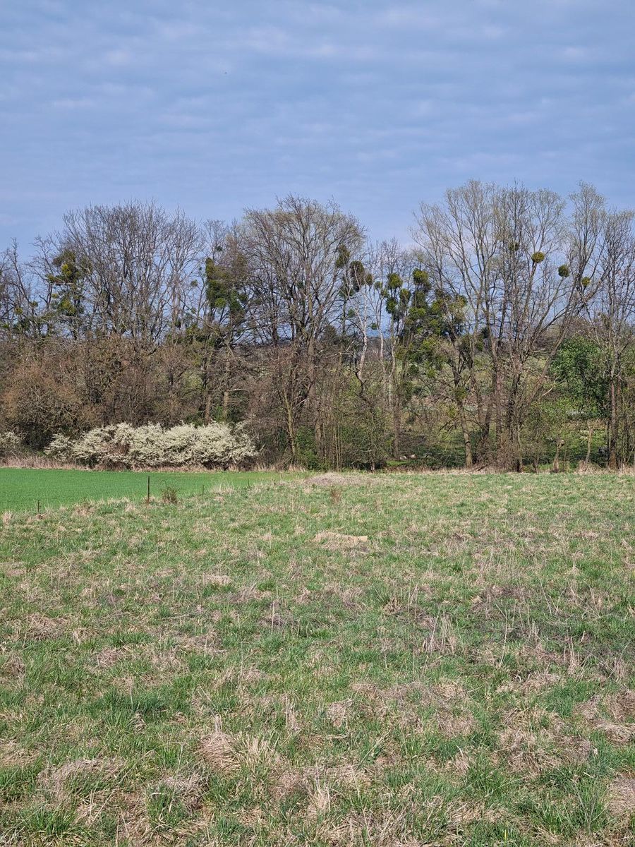Pronájem pole 850 m² – fotografie 5