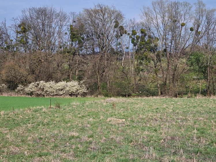 Pronájem pozemku, 850 m² (5 z 7)