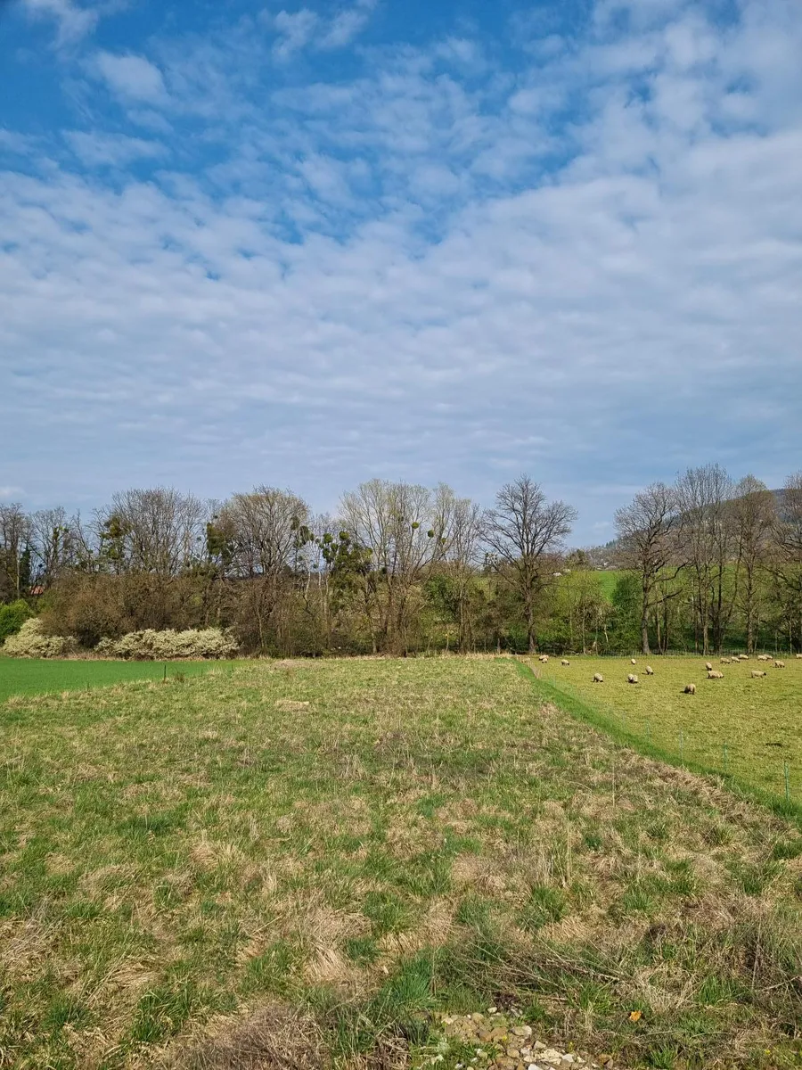 Pronájem pole 850 m²