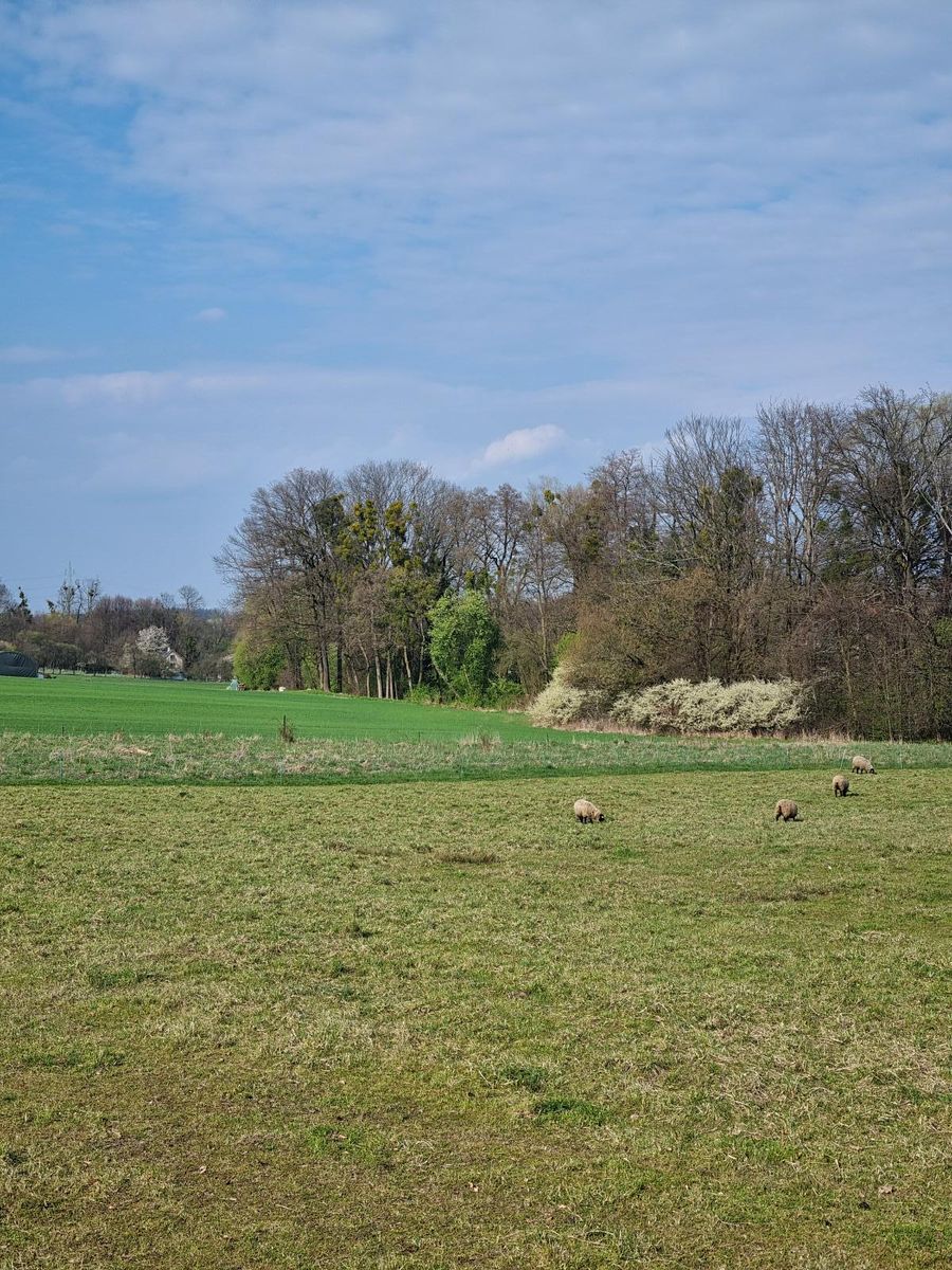 Pronájem pole 850 m² – fotografie 4