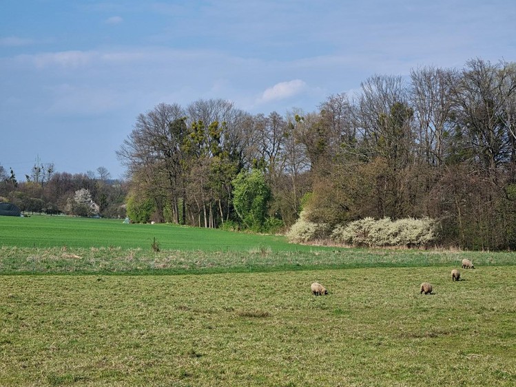 Pronájem pozemku, 850 m² (4 z 7)