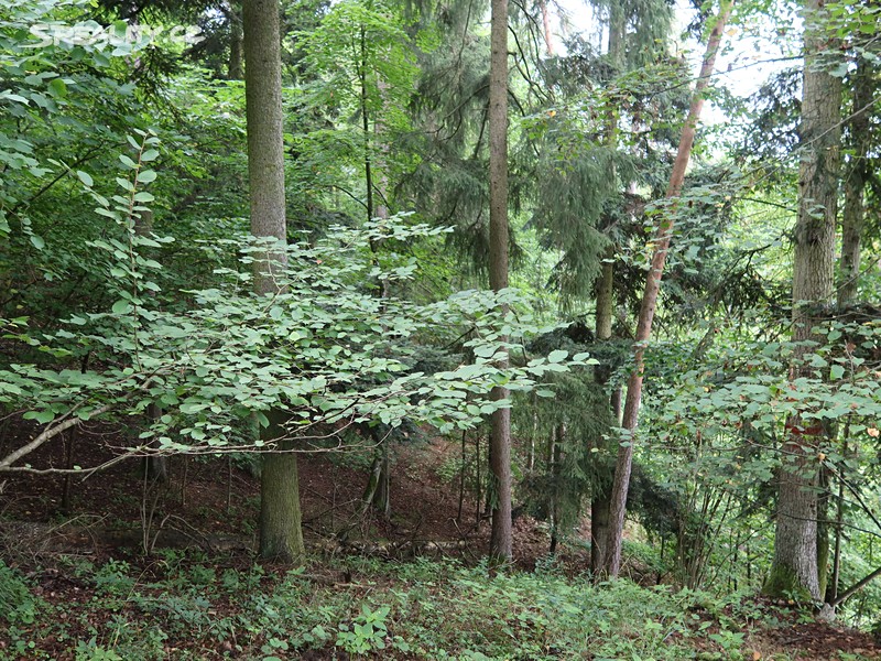 Prodej  lesa 39 640 m² – pohled 2