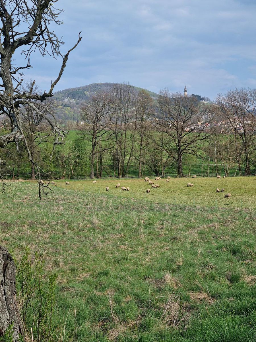 Pronájem pole 850 m² – fotografie 2