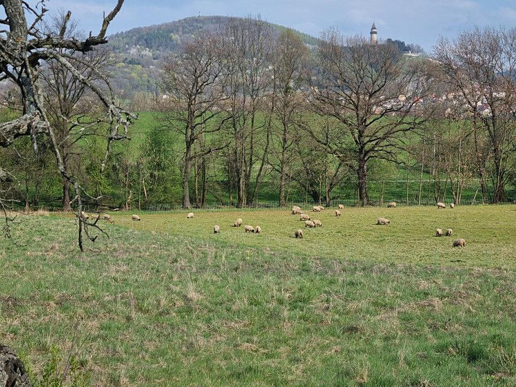 Pronájem pozemku, 850 m² (2 z 7)