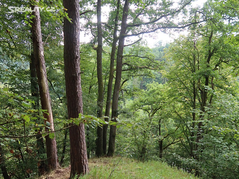 Prodej  lesa 39 640 m² – pohled 3