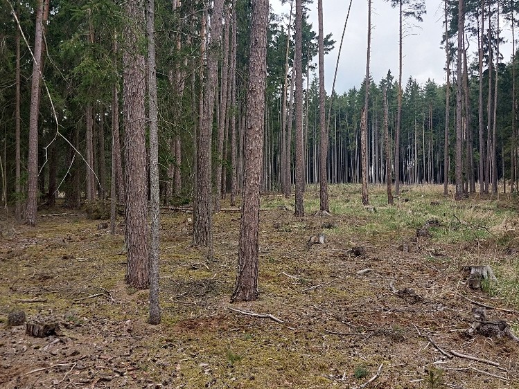 Grundstück zum Kauf, 1.295 m² (4 von 7)