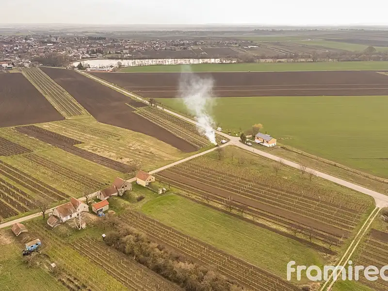 Prodej sadu, vinice 2781 m², Moravský Žižkov – náhled fotky 3