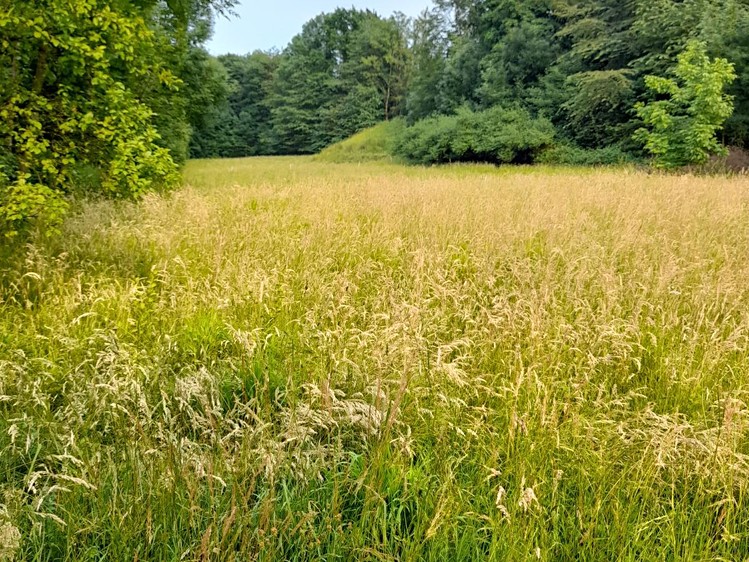 Pronájem pozemku, 510 m² (3 z 6)