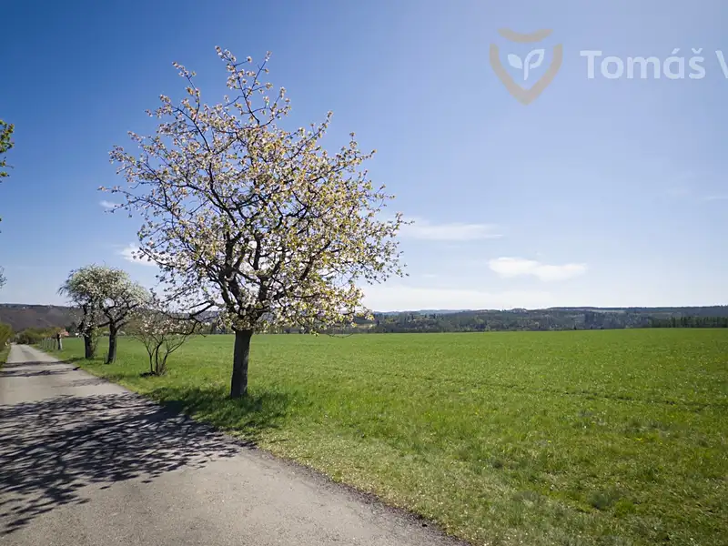 Prodej pole 179051 m², Trnová – náhled fotky 3