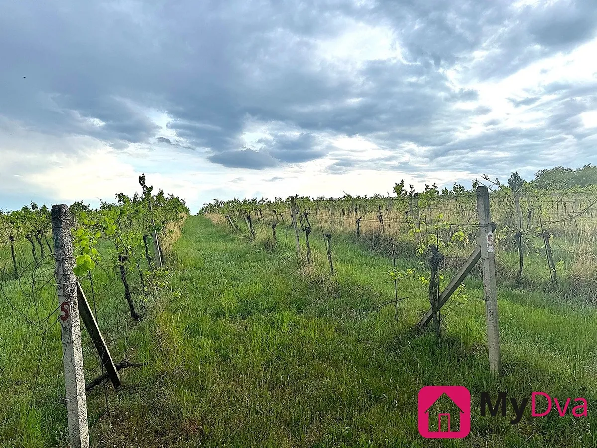 Prodej sadu, vinice 7500 m²