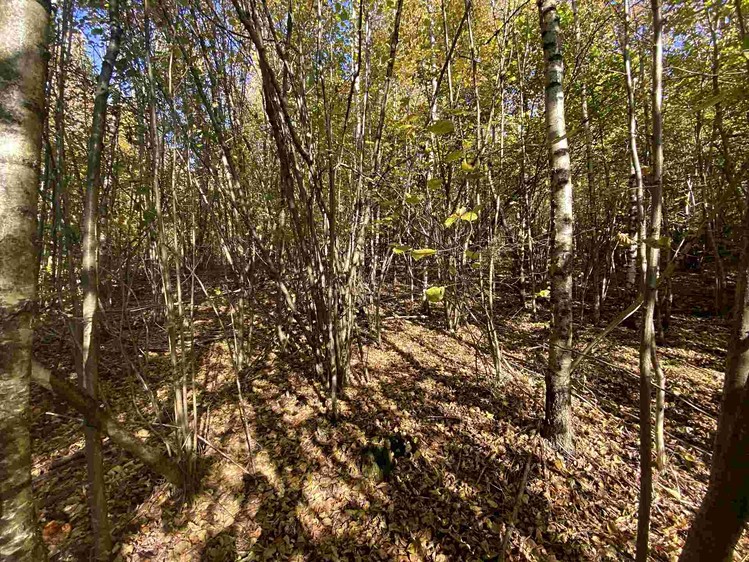 Grundstück zum Kauf, 9.794 m² (3 von 6)