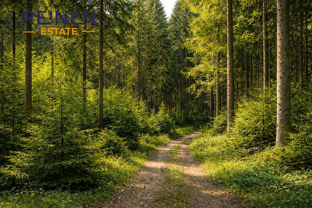 Prodej lesa 24686 m²