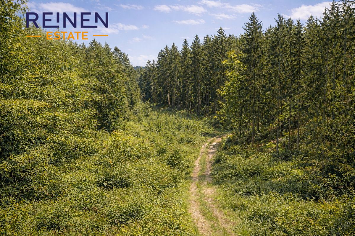 Prodej lesa 30897 m²