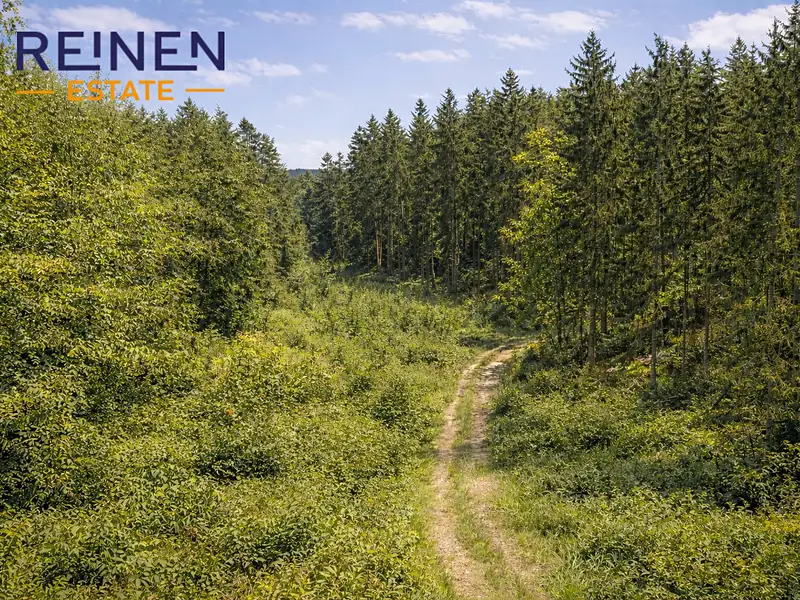 Prodej lesa 30897 m², Svatá Maří – náhled fotky 1