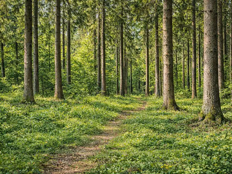 Prodej lesa 14151 m², Řečice – náhled fotky 2