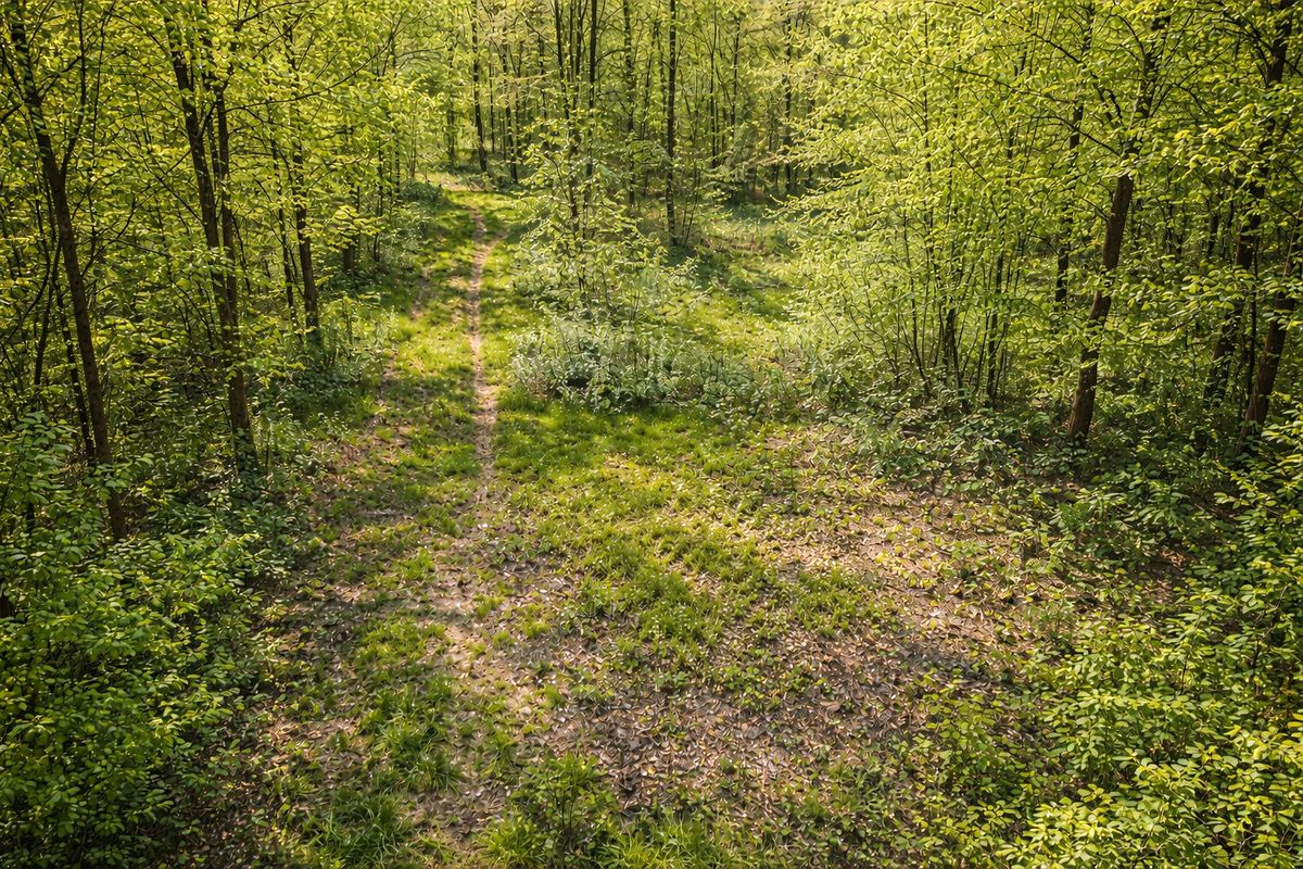 Prodej lesa 14554 m² – fotografie 3