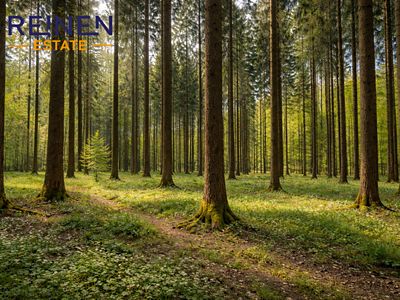 Prodej lesa 7973 m²