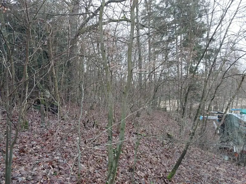 Prodej lesa 278 m², Kožlí – náhled fotky 2