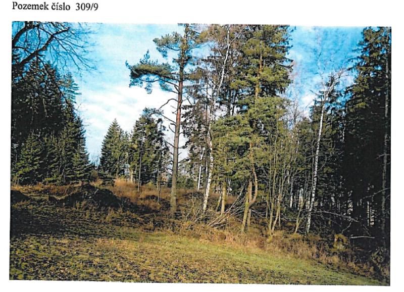 Prodej lesa 21716 m² – fotografie 2