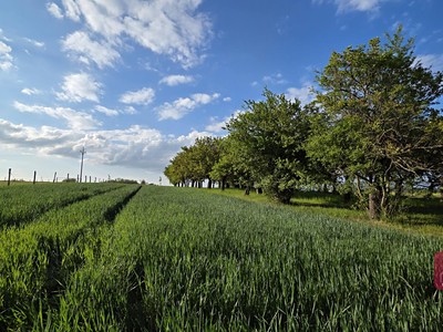 Prodej  pole 1 232 m²
