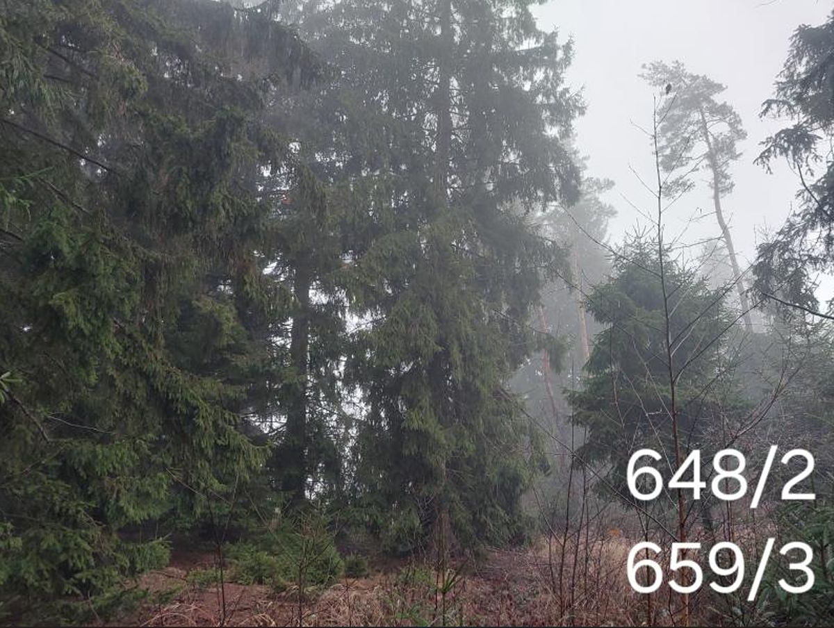 Prodej lesa 4226 m², Horní Radouň – fotka 1 z 3