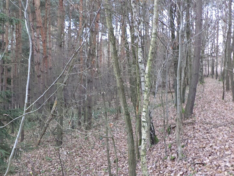 Grundstück zum Kauf, 28.299 m² (4 von 7)