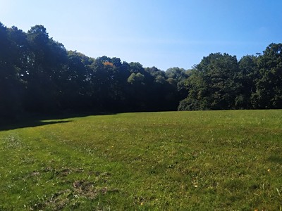 Prodej  lesa 7 300 m²