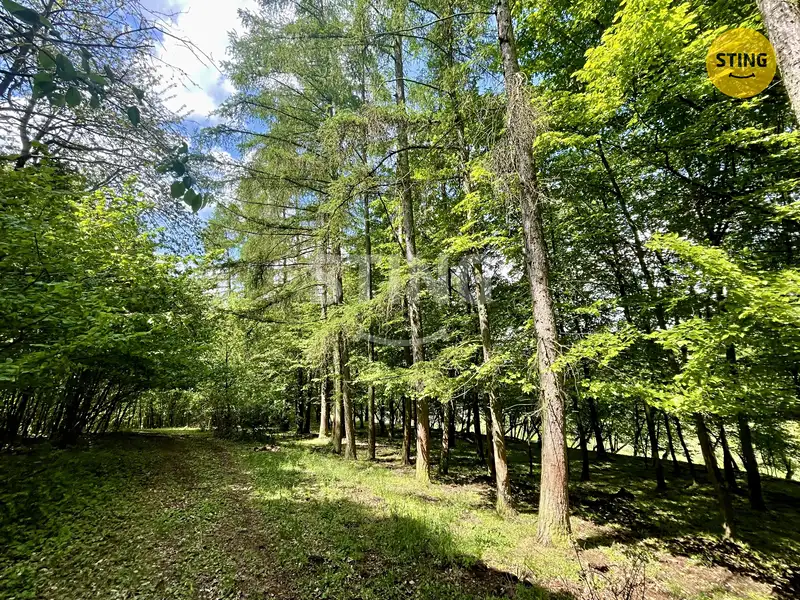 Prodej lesa 16440 m², Městečko Trnávka – náhled fotky 2