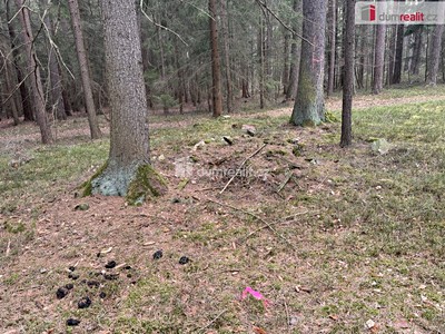 Prodej  lesa 11 340 m² — photo 4