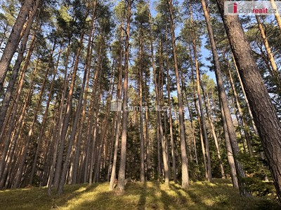 Prodej  lesa 11 340 m² — photo 3