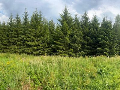 Prodej lesa 15237 m²