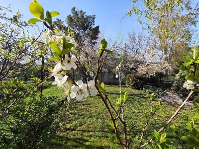 Prodej  zahrady 342 m² — photo 5