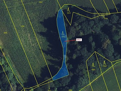 Dražba  lesa 500 m² — photo 2