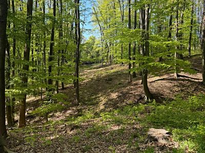 Prodej lesa 4762 m²