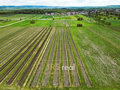 Prodej  sadu, vinice 3 474 m²