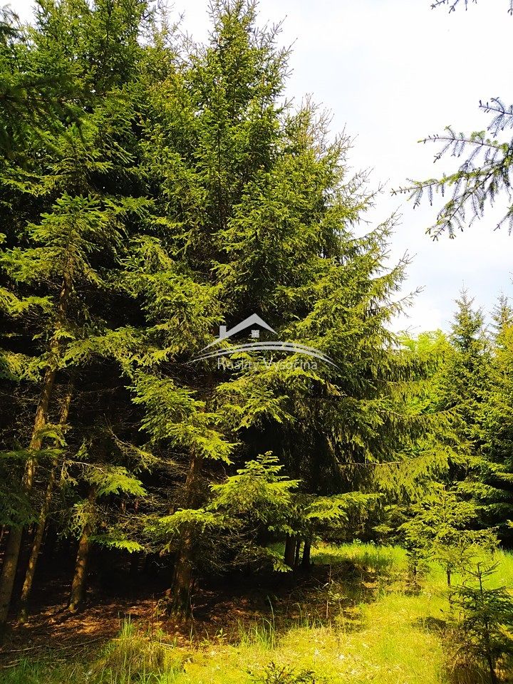 Prodej lesa 8890 m² – fotografie 2