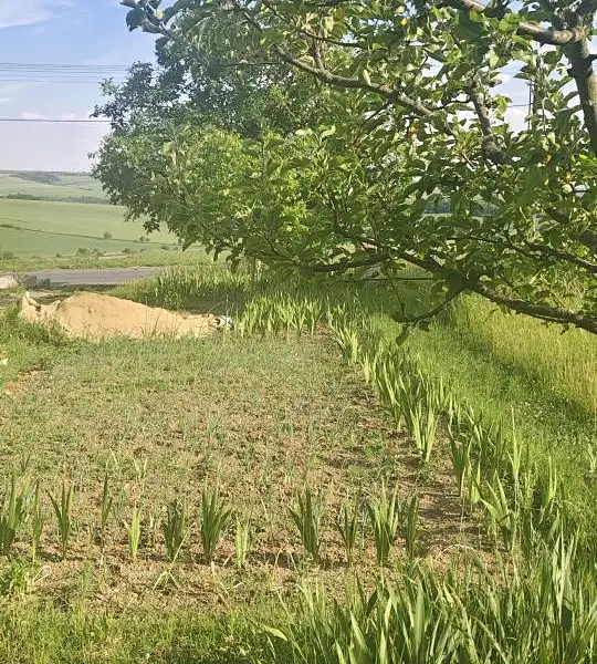 Prodej stavebního pozemku 2431 m², Viničné Šumice – náhled fotky 2