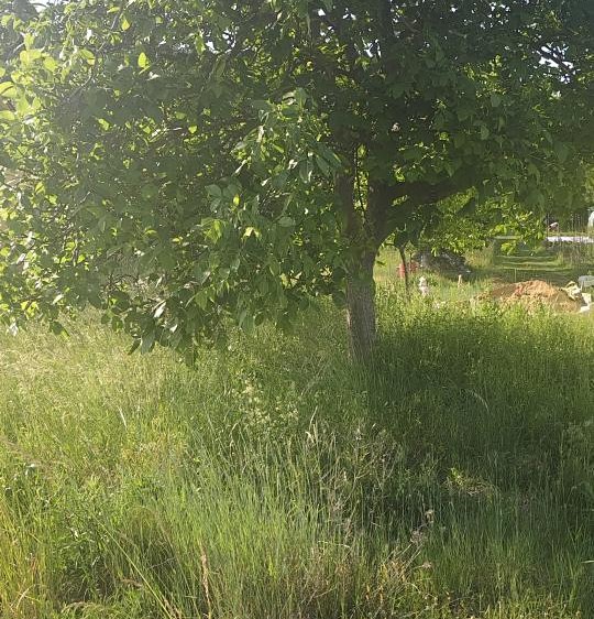 Grundstück zum Kauf, 2.431 m² (3 von 3)