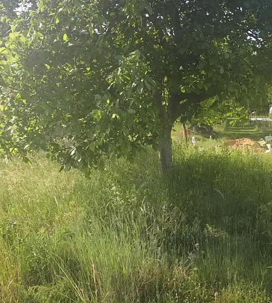 Prodej stavebního pozemku 2431 m², Viničné Šumice – náhled fotky 3