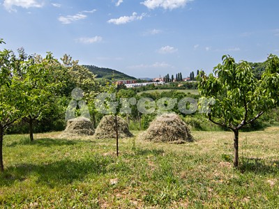 Prodej  zahrady 1 180 m²