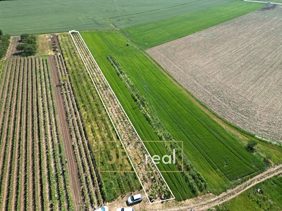 Prodej  sadu, vinice 1 135 m²
